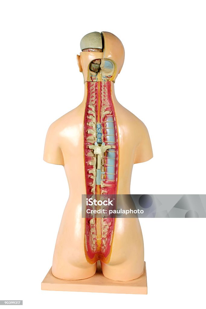 Anatomía - Foto de stock de Adulto libre de derechos