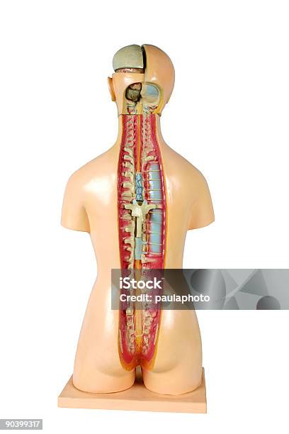 Anatomía Foto de stock y más banco de imágenes de Adulto - Adulto, Anatomía, Aprender