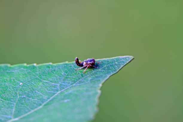 istock leafhopper on plant in the wild 903996386
