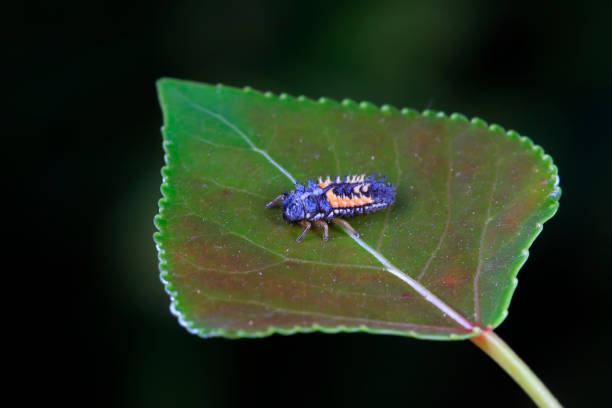 istock Harmonia axyridis on plant in the wild 903996422