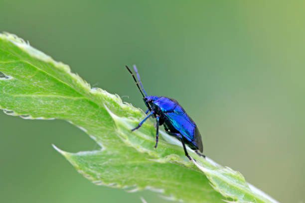 istock Zicrona caerulea on plant in the wild 903996498
