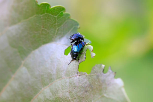 Agelasfica alni on plant in the wild