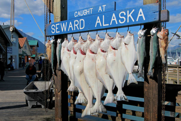 seward, alaska, usa, 18 luglio 2014: gli ippoglosso catturati a seward alaska sono stati agganciati per pesare a seward, alaska, usa il 18 luglio 2014 - halibut flatfish fish hanging foto e immagini stock