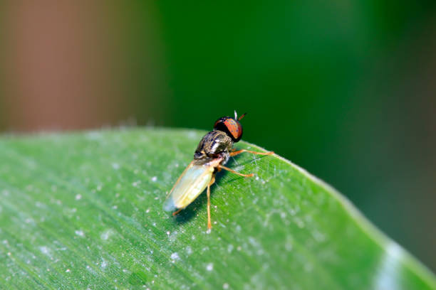 istock insects on plant in the wild 904004866