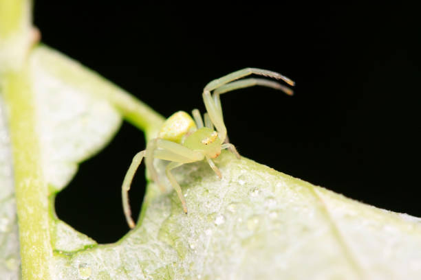 istock crab spider on plant in the wild 904007050