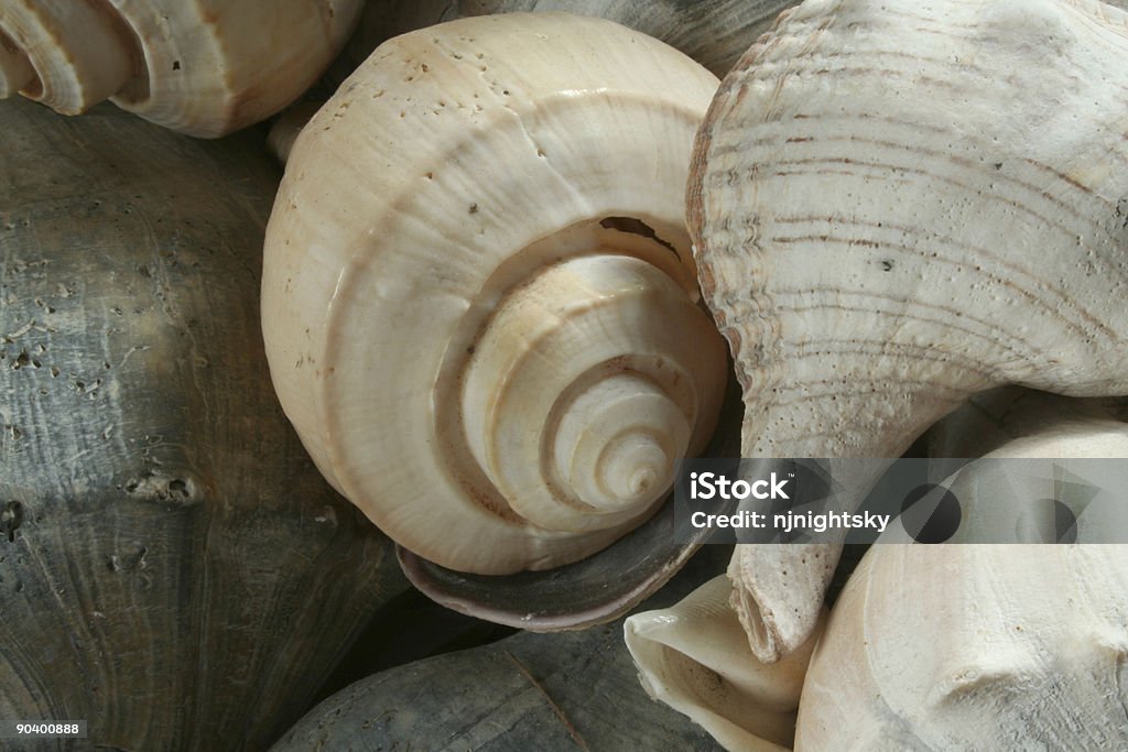 Seashells - Royalty-free Animal Foto de stock
