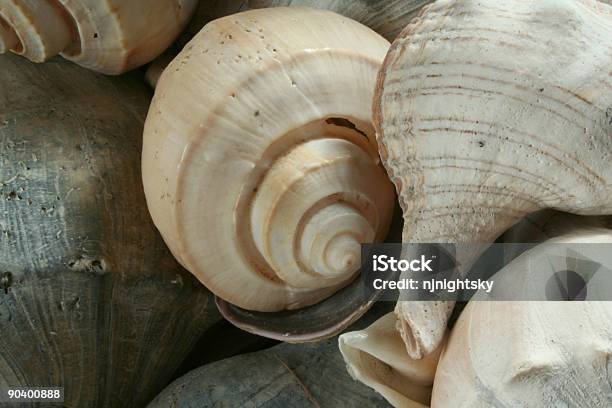 Seashells - Fotografias de stock e mais imagens de Animal - Animal, Areia, Beira d'Água