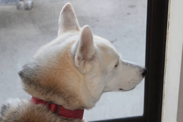 istock siberian husky looking out of balcony window 904011410