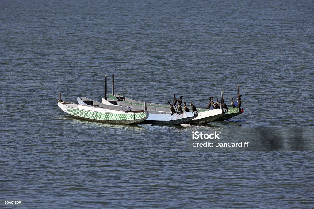 Row Boote - Lizenzfrei Aquatisches Lebewesen Stock-Foto