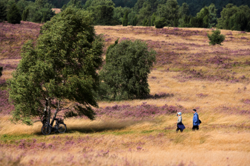 Senior couple walking on heathland with birch trees (XXL)