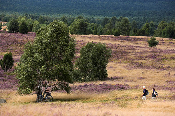 Senior couple walking on beautiful heathland (XXL) Senior couple walking on beautiful heathland back to their bicycles standing under birch tree. Location: Lueneburger Heide in Lower Saxony/Germany. lüneburg heath stock pictures, royalty-free photos & images