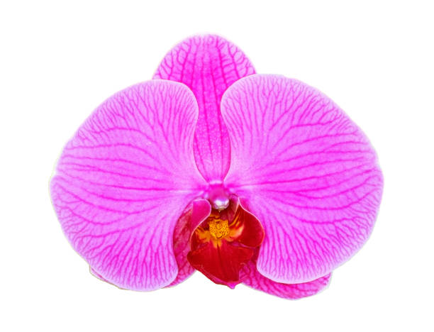 istock Beautiful purple orchids flower isolated on white background 904015220