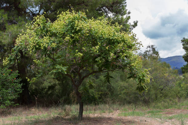 istock Physalis tree with fruits. Sithonia Peninsula 904015780