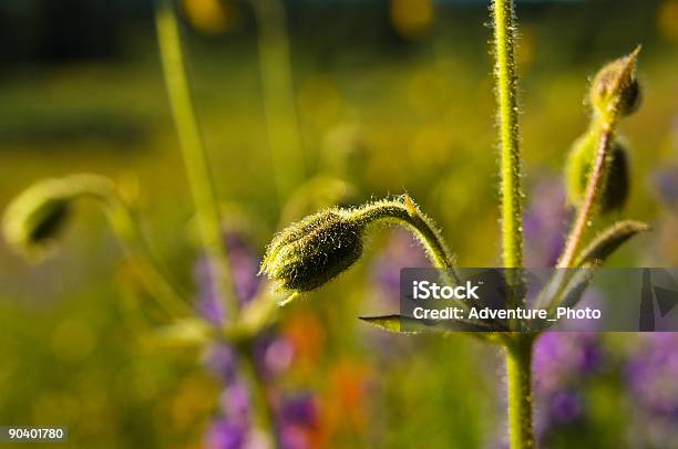 Scenic Mountain Alpine Wildflowers Glistening At Sunset Stock Photo - Download Image Now