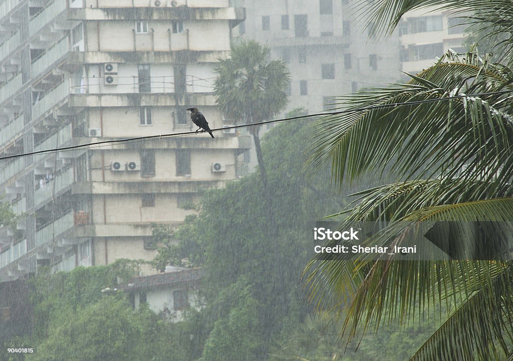 Crow silhoutte im Regen - Lizenzfrei Monsun Stock-Foto