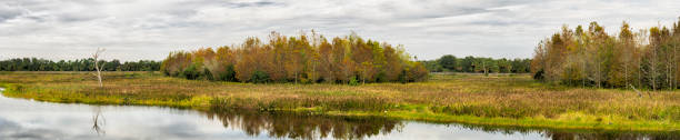 istock Wetlands Nature.jpg 904018404
