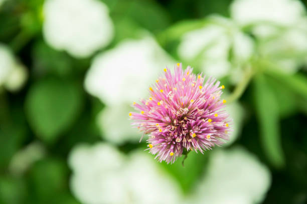 pink flowers in the garden