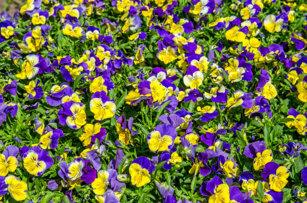 istock Purple and yellow pansy flowers blooming 904018888