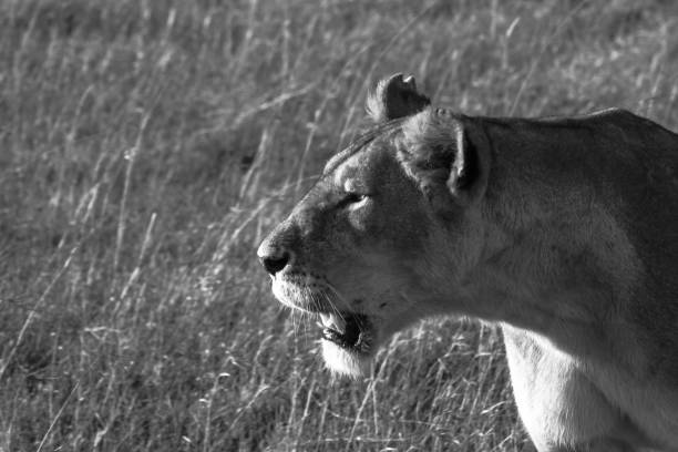 istock Maasai Lions in Kenya 904019466