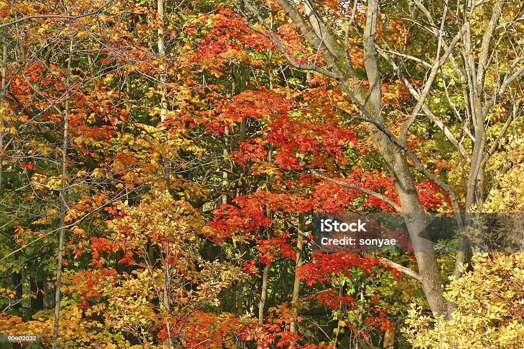 Fall Trees  Autumn Stock Photo