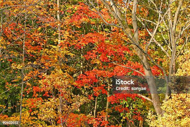 Fall Trees Stock Photo - Download Image Now - Autumn, Backgrounds, Beauty In Nature