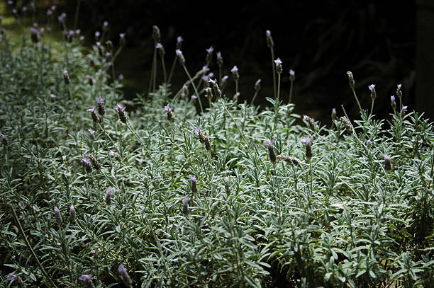 Lavanda - fotografia de stock