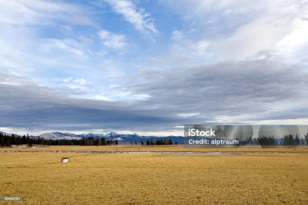 yellowstone - Photo de Arbre libre de droits