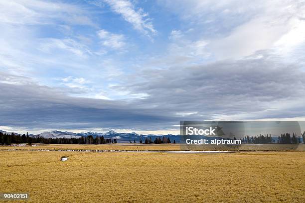 Photo libre de droit de Yellowstone banque d'images et plus d'images libres de droit de Arbre - Arbre, Beauté de la nature, Chaîne de montagnes