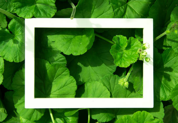 istock Creative layout made of leaves with White frame. Top view. Nature concept. 904021528