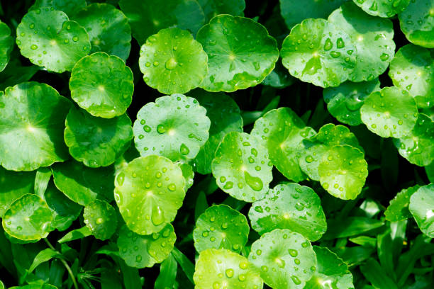 istock Asiatic Leaves Background, Green Nature Background 904021810