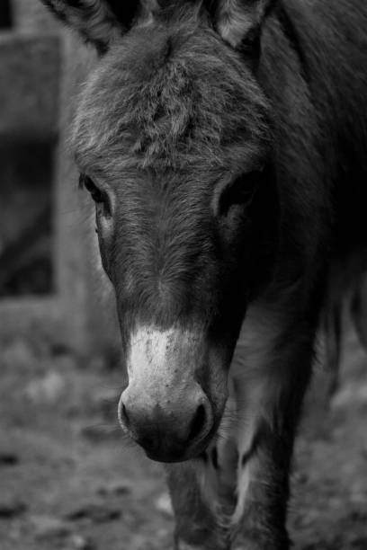 istock Donkey / black and white photography 904022052
