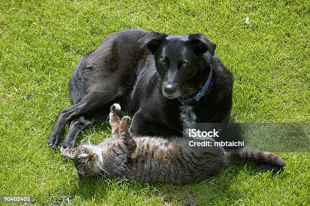 Forbiden Love Stock Photo - Download Image Now - Dog, Domestic Cat, Playful