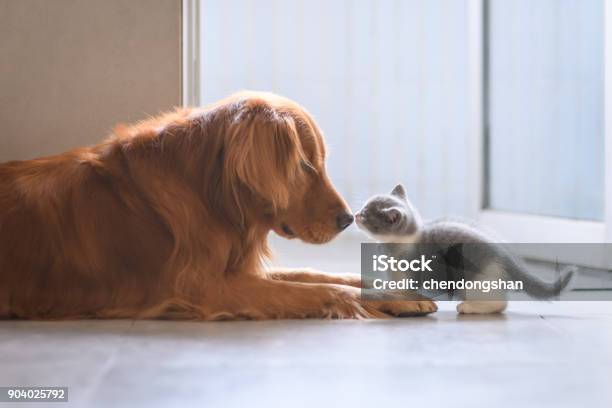 El Golden Retriever Y El Gatito Foto de stock y más banco de imágenes de Gato doméstico - Gato doméstico, Gatito, Labrador dorado