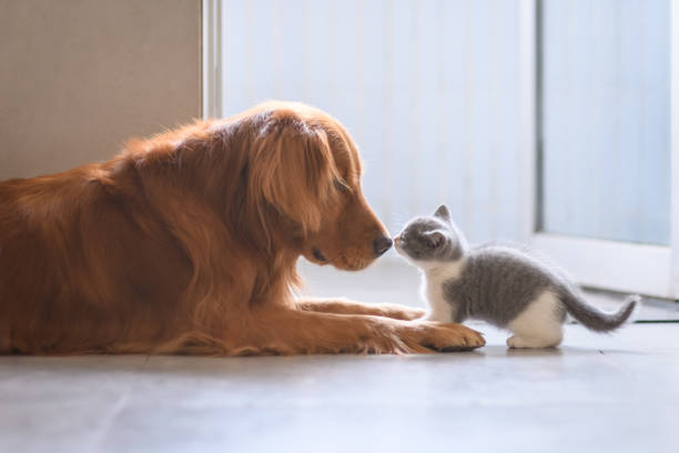 il golden retriever e il gattino - inglese a pelo lungo foto e immagini stock