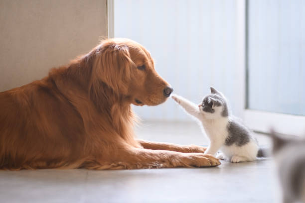 le golden retriever et le chaton - british longhair photos et images de collection