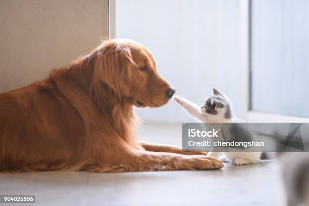 The Golden Retriever And The Kitten Stock Photo - Download Image Now - Domestic Cat, Kitten, Golden Retriever