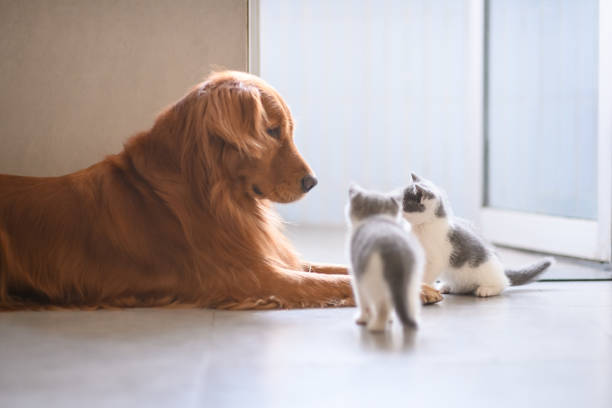 istock The Golden retriever and the kitten 904025812