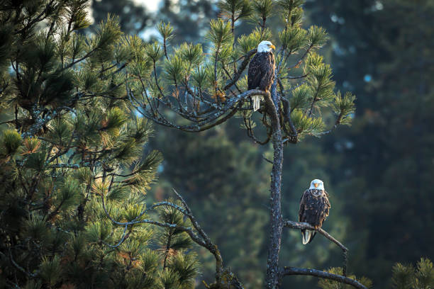 istock Two eagles are perched in a pine tree near Coeur d'Alene, Idaho. 904026034