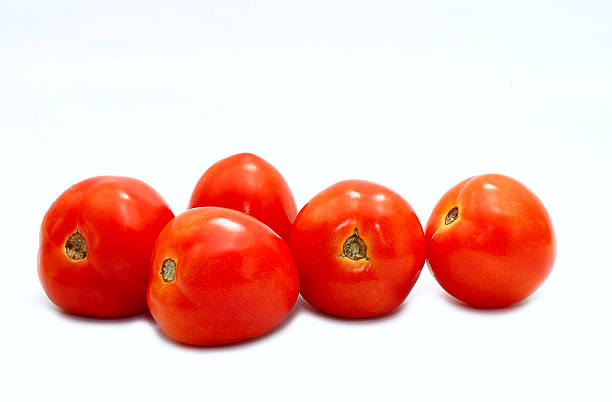 tomato stock photo