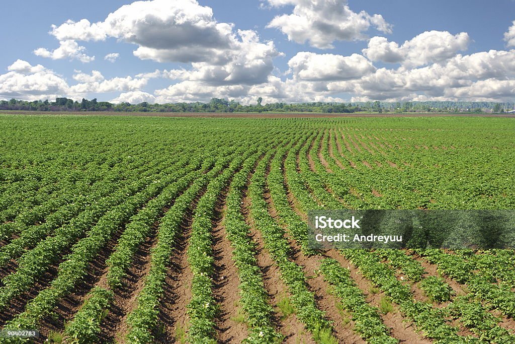 Campo de patatoes - Foto de stock de Abundância royalty-free