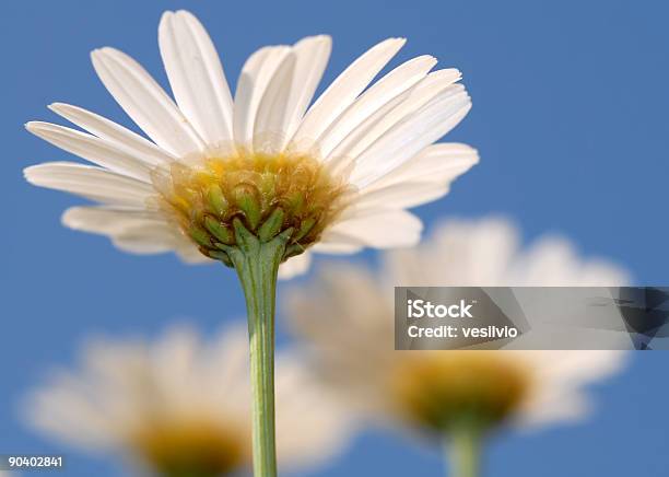 Daisies Foto de stock y más banco de imágenes de Aire libre - Aire libre, Azul, Cabeza de flor