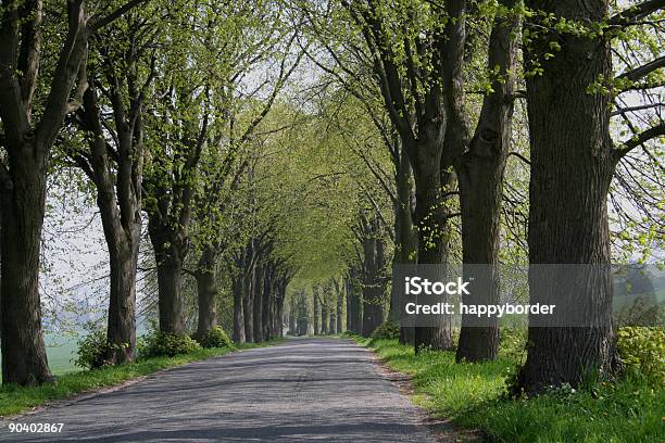 Parkway In Primavera - Fotografie stock e altre immagini di Affettuoso - Affettuoso, Alberato, Albero