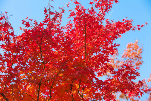 istock Beautiful autumn leaves and blue sky (maple leaves/Momiji) 904036930