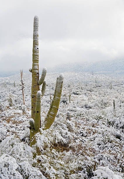 istock Desert and Cactus in the Snow 90403821