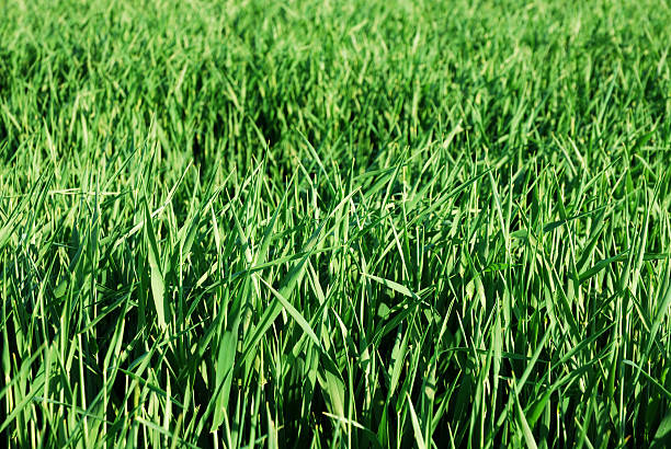 Cornfield Carpet Grass: Unveiling the Lush Tapestry of a Resilient Groundcover stock pictures, royalty-free photos & images