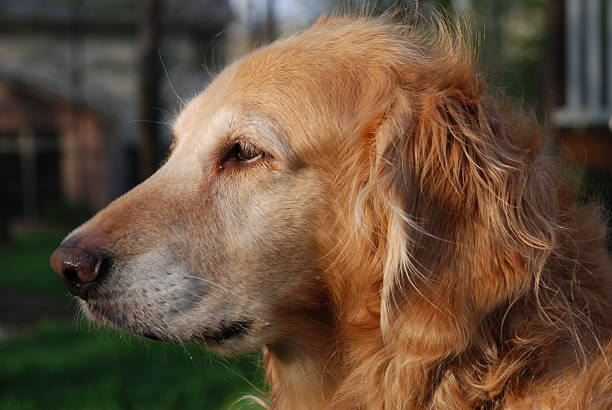 istock Healthy and mature golden retriever 90403966