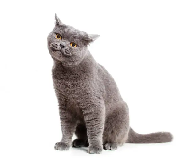Photo of smiling British gray cat isolated on white