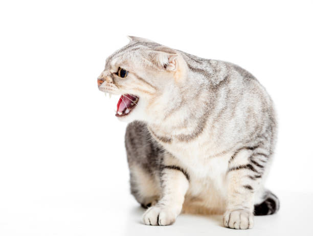 gato enojado aislado sobre fondo blanco - sisear fotografías e imágenes de stock