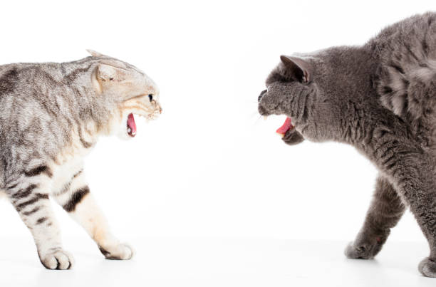 dos gatos en un conflicto y aislado en blanco - cat fight fotografías e imágenes de stock