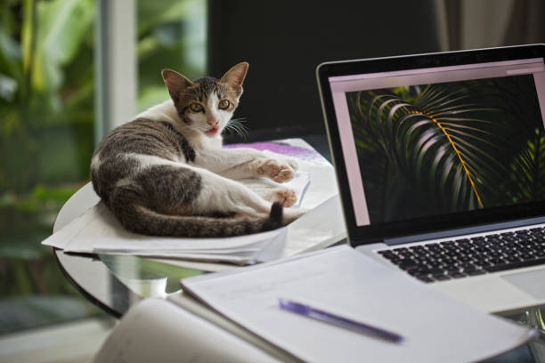 lindo gato de mentira en la tabla - animal cute exhaustion technology fotografías e imágenes de stock